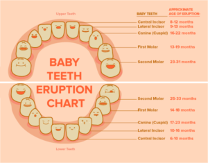 Baby Teeth Eruption Chart